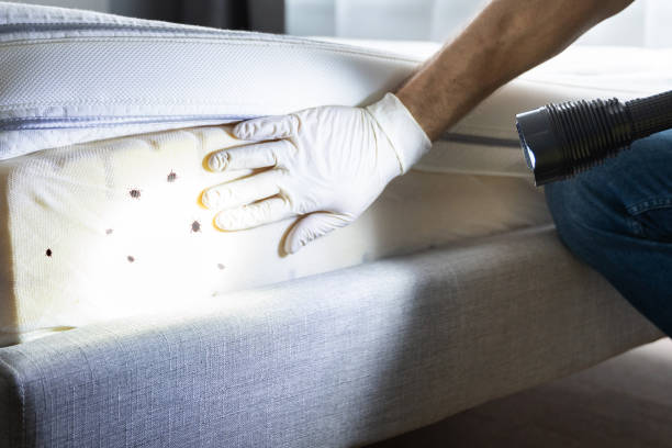Best Ant Control Services  in Jeffersonville, OH