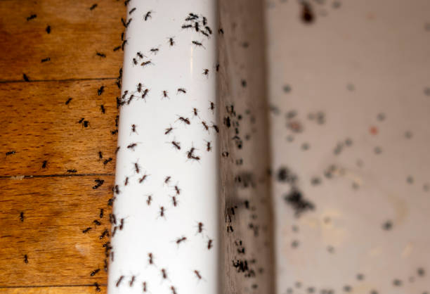 Best Exterminator Services  in Jeffersonville, OH