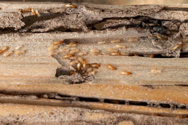 Best Cockroach Control Services  in Jeffersonville, OH